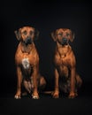 Two Rhodesian ridgeback dogs sitting on black background Royalty Free Stock Photo