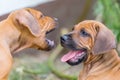 Two rhodesian ridgeback puppies playing outdoors Royalty Free Stock Photo