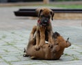 Two Rhodesian Ridgeback puppies playing outside.One is hopping on the other which is laying down on its back. Royalty Free Stock Photo