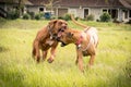 Two Rhodesian Ridgebacks playing. Royalty Free Stock Photo