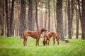 Two rhodesian ridgebacks walking outdoors Royalty Free Stock Photo