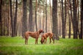 Two rhodesian ridgebacks walking outdoors Royalty Free Stock Photo