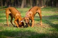 Rhodesian Ridgebacks Royalty Free Stock Photo