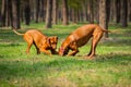 Rhodesian Ridgebacks Royalty Free Stock Photo