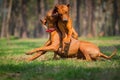 Rhodesian Ridgebacks Royalty Free Stock Photo