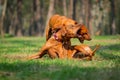 Rhodesian Ridgebacks Royalty Free Stock Photo