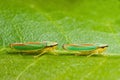 Two rhododendron leaf hoppers Royalty Free Stock Photo