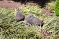 Two ring-necked doves sitting on a grassy area in the sun. Royalty Free Stock Photo