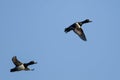 Two Ring-Necked Ducks Flying in a Blue Sky Royalty Free Stock Photo