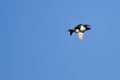 Two Ring-Necked Ducks Flying Close in a Blue Sky Royalty Free Stock Photo