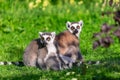 two ring-tailed lemur sitting on the green grass Royalty Free Stock Photo