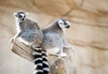 Two Ring Tailed Lemurs Royalty Free Stock Photo