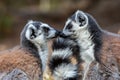 Two ring tailed lemurs face to face Lemur catta, Isalo National Park, Madagascar Royalty Free Stock Photo