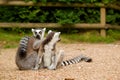 Two ring-tailed lemurs grooming Royalty Free Stock Photo