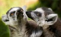 Two ring tailed lemurs (Lemur catta) Royalty Free Stock Photo