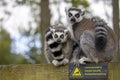 Two Ring Tailed Lemurs Royalty Free Stock Photo