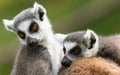 Two ring-tailed lemurs (Lemur catta) Royalty Free Stock Photo