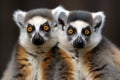 Two ring-tailed lemurs (Lemur catta) Royalty Free Stock Photo
