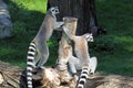 Two ring-tailed lemurs (Lemur catta) on a log Royalty Free Stock Photo