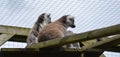 Two Ring Tailed Lemurs Lemur catta watching something together Royalty Free Stock Photo