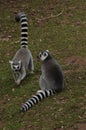 Two Ring-tailed Lemurs one sat the other walking on grass Royalty Free Stock Photo