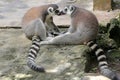 Two ring tailed lemurs playing together. Royalty Free Stock Photo