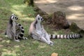 Two ring tailed lemurs playing together. Royalty Free Stock Photo