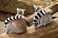 Two ring-tailed lemurs are sitting on a tree trunk Royalty Free Stock Photo
