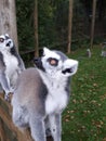 Two Lemurs Royalty Free Stock Photo