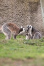 Two ring-tailed lemurs Royalty Free Stock Photo
