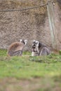 Two ring-tailed lemurs Royalty Free Stock Photo