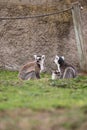 Two ring-tailed lemurs Royalty Free Stock Photo