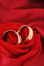 Two rings with rose Royalty Free Stock Photo