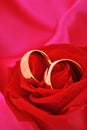 Two rings with rose Royalty Free Stock Photo