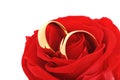 Two rings with rose Royalty Free Stock Photo