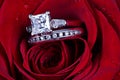 Two rings in rose petals Royalty Free Stock Photo