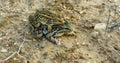 Two Rio Grande Leopard Frogs grasping each other