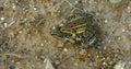 Two Rio Grande Leopard Frogs grasping each other