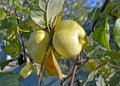 Two ripe apples of the Antonovka variety grow on a branch. Autumn Garden Royalty Free Stock Photo
