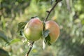 Two ripe apples on a branch Royalty Free Stock Photo