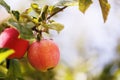 Two ripe apples on a branch Royalty Free Stock Photo