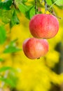 Two ripe apples on a brunch