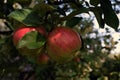 Two ripe apples hanging on the branch Royalty Free Stock Photo
