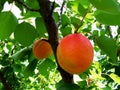 Two ripe apricots on a tree Royalty Free Stock Photo