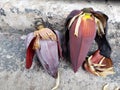 Two Ripe Banana Heart or Banana Flower Royalty Free Stock Photo