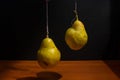 Two ripe bartlett yellow pears tied to a thread Royalty Free Stock Photo