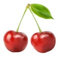 Two ripe beautiful red cherries with green leaf on a white backg