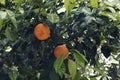 Two ripe bitter oranges fruit on a tree Royalty Free Stock Photo