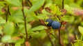 Two ripe blueberries on a Bush macro photography Royalty Free Stock Photo