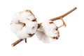Two ripe bolls of cotton plant on branch isolated Royalty Free Stock Photo